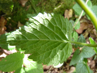 Verso des feuilles. Agrandir dans une nouvelle fenêtre (ou onglet)